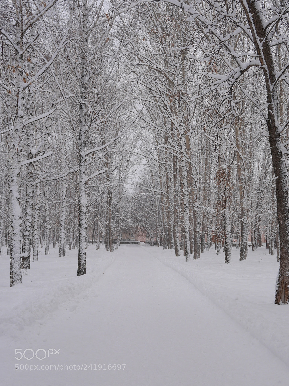 Panasonic Lumix DMC-GM1 sample photo. Poplars in winter time photography