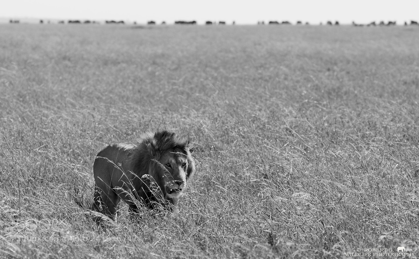 Sony Alpha DSLR-A700 sample photo. Lion walk b w photography