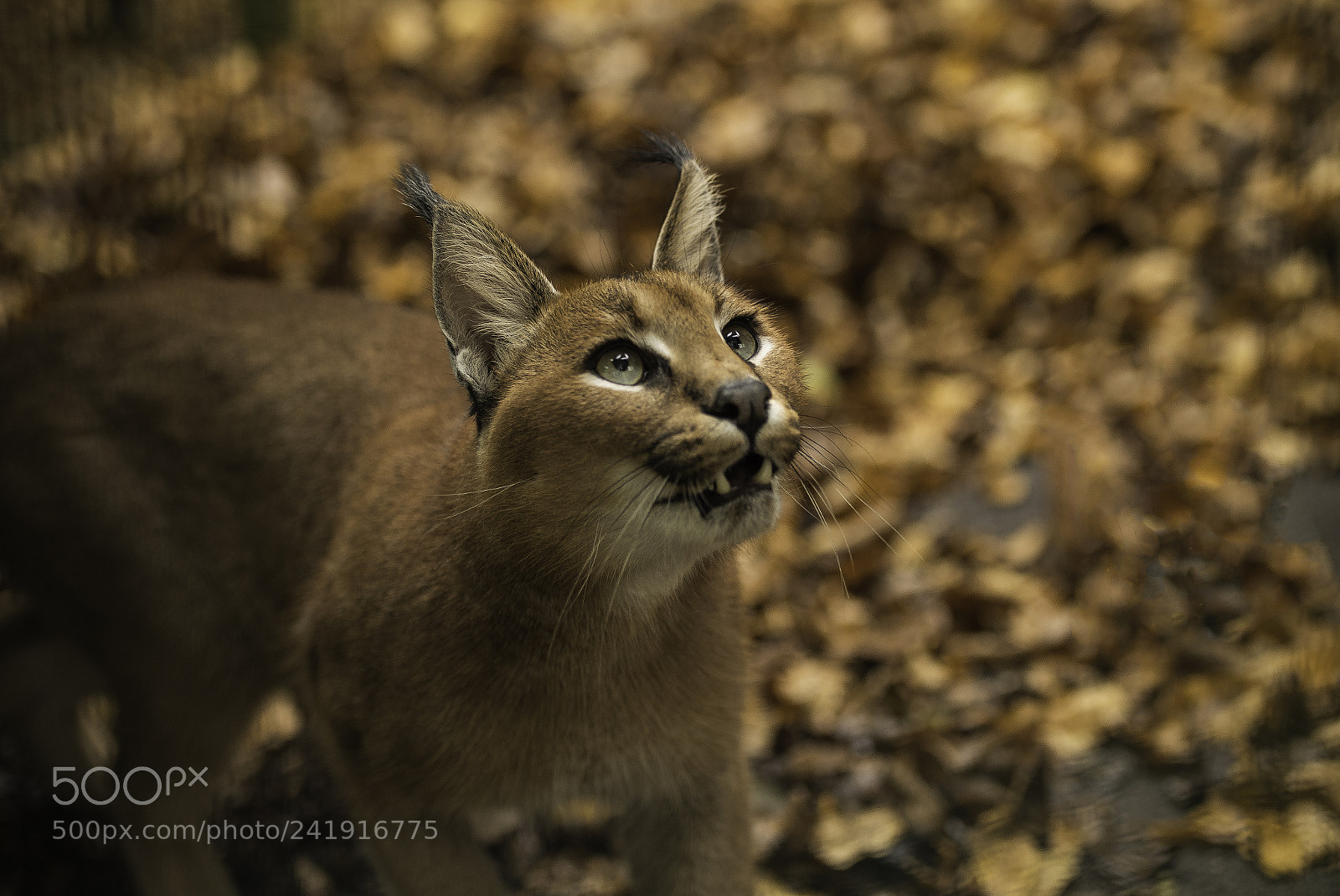 Nikon D5 sample photo. Caracal series photography