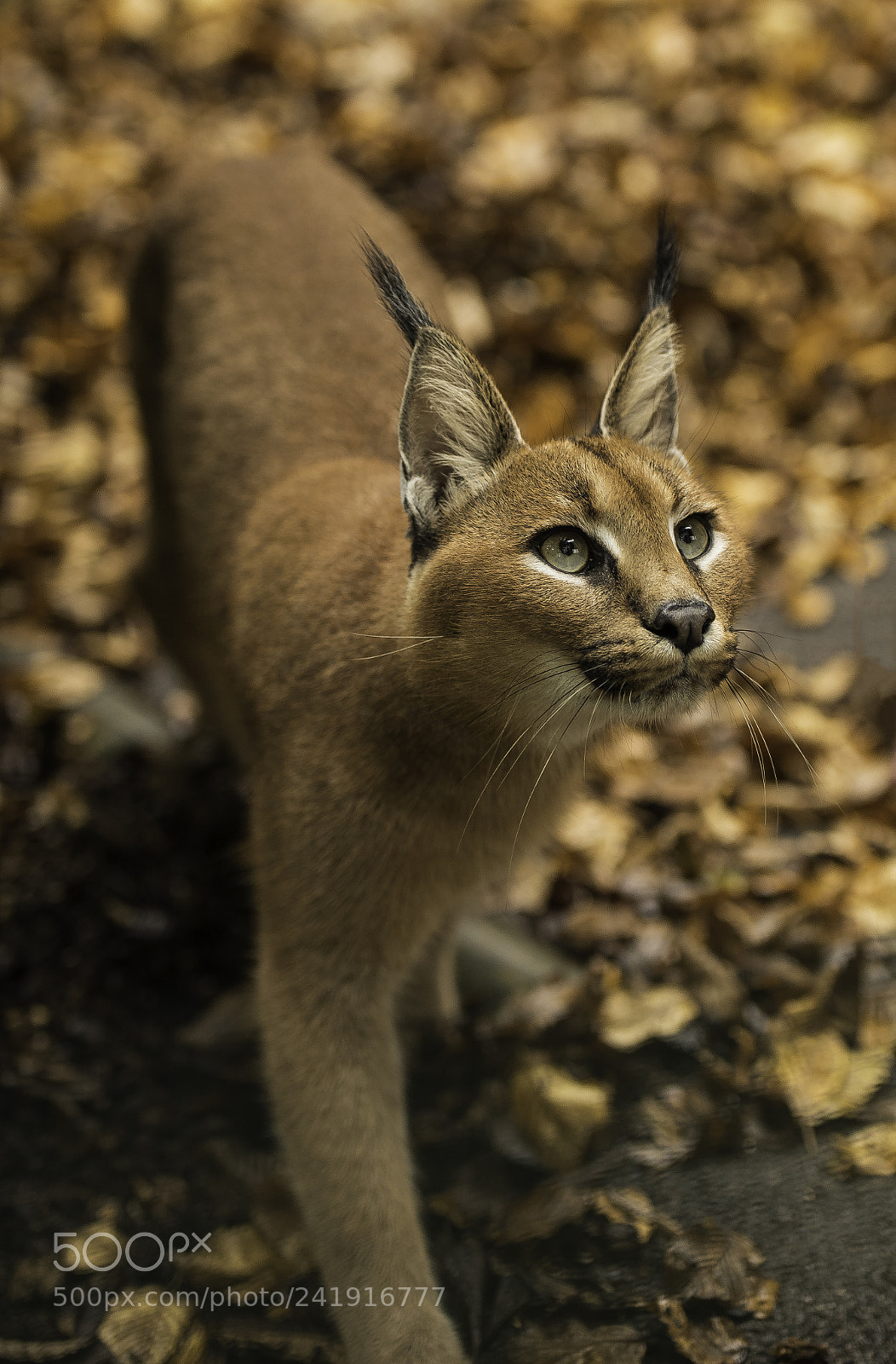 Nikon D5 sample photo. Caracal series photography