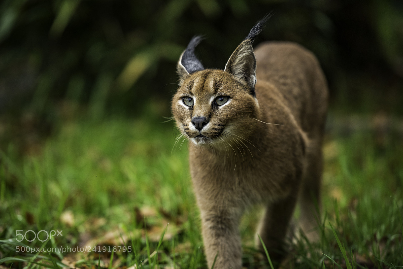 Nikon D810 sample photo. Caracal series photography