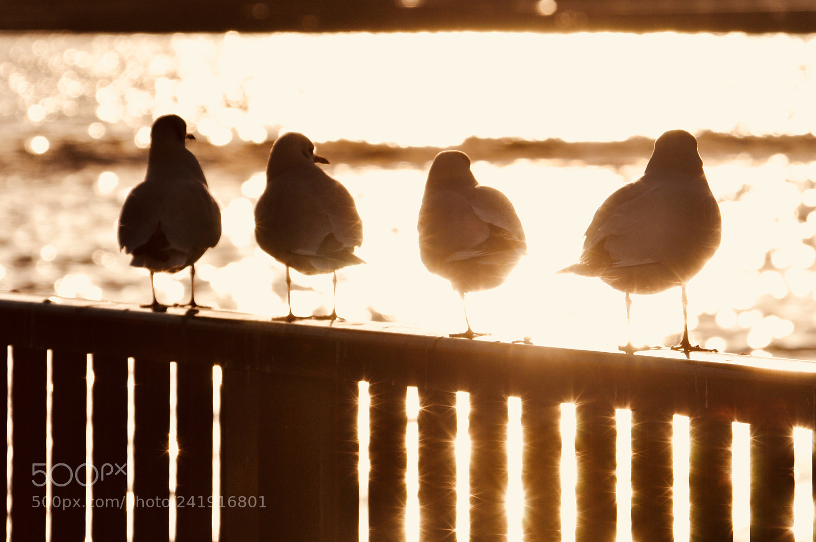 Nikon D90 sample photo. カモメの鳴き声 photography