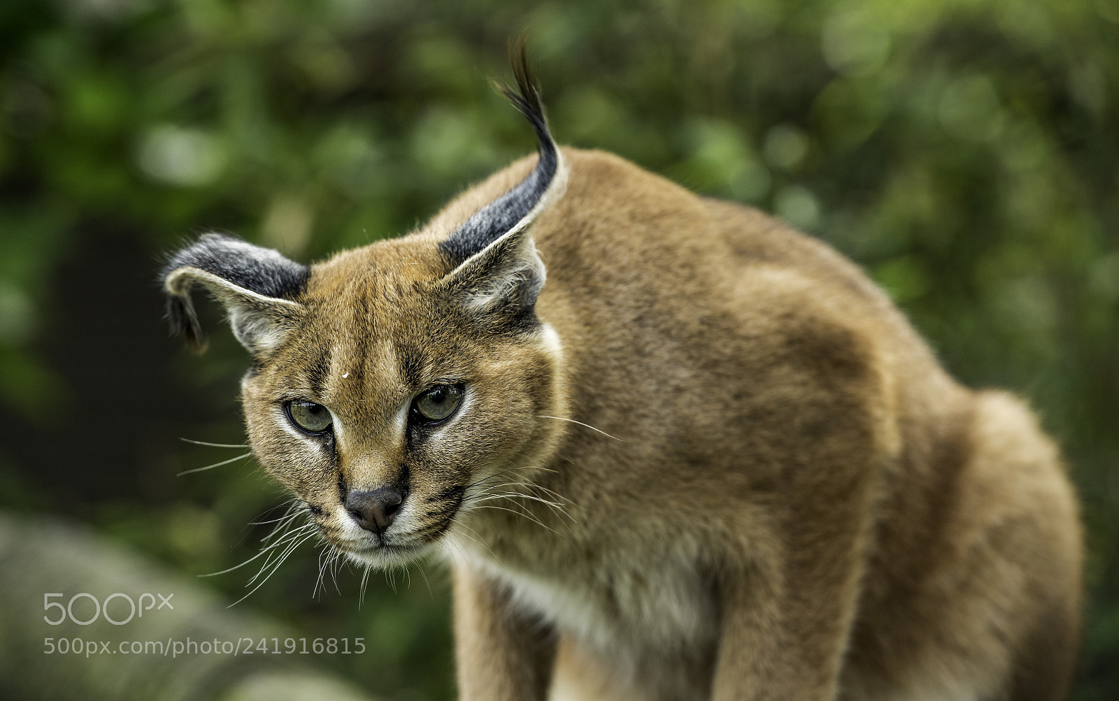 Nikon D5 sample photo. Caracal series photography