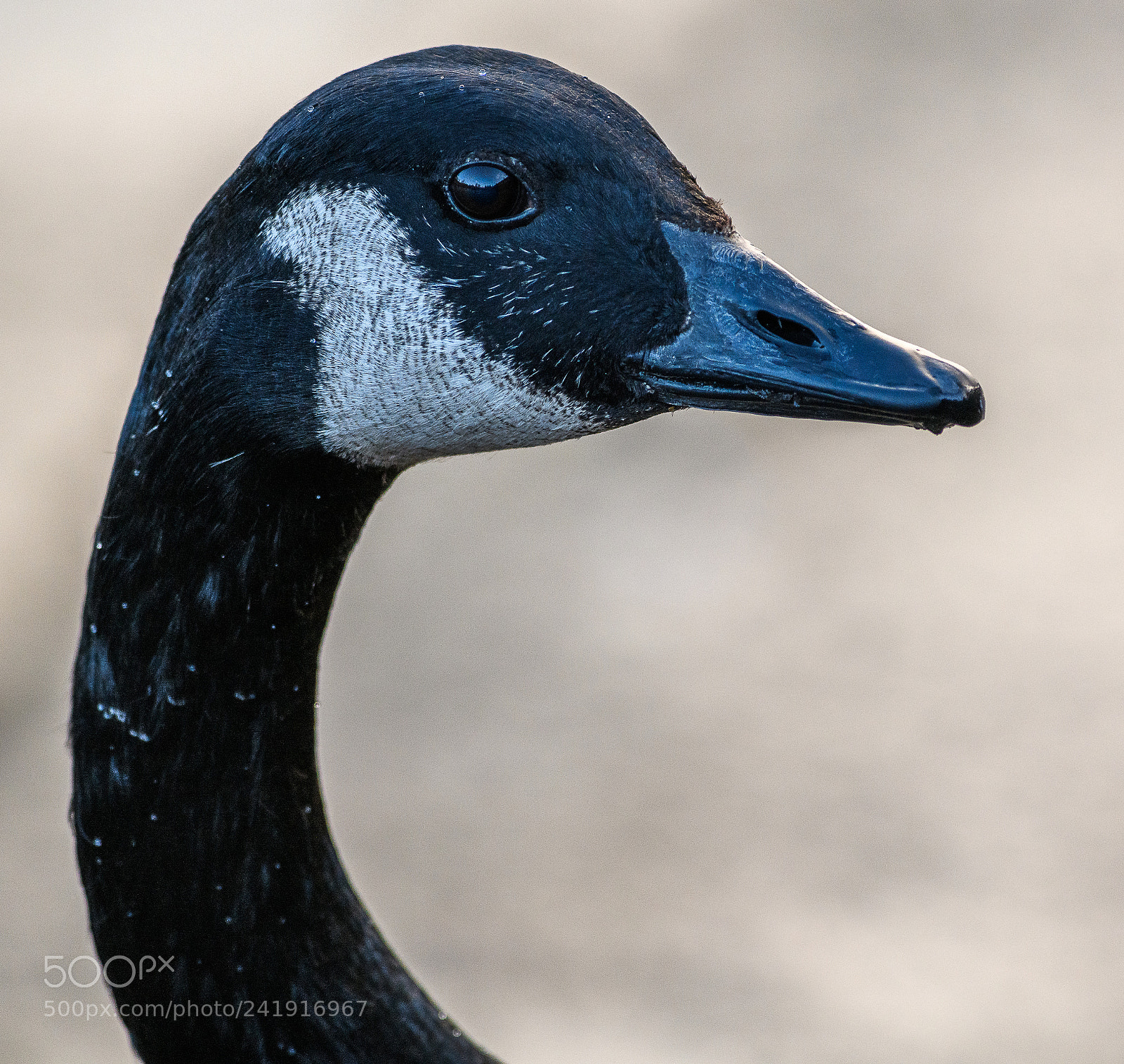 Nikon D850 sample photo. Canada goose photography