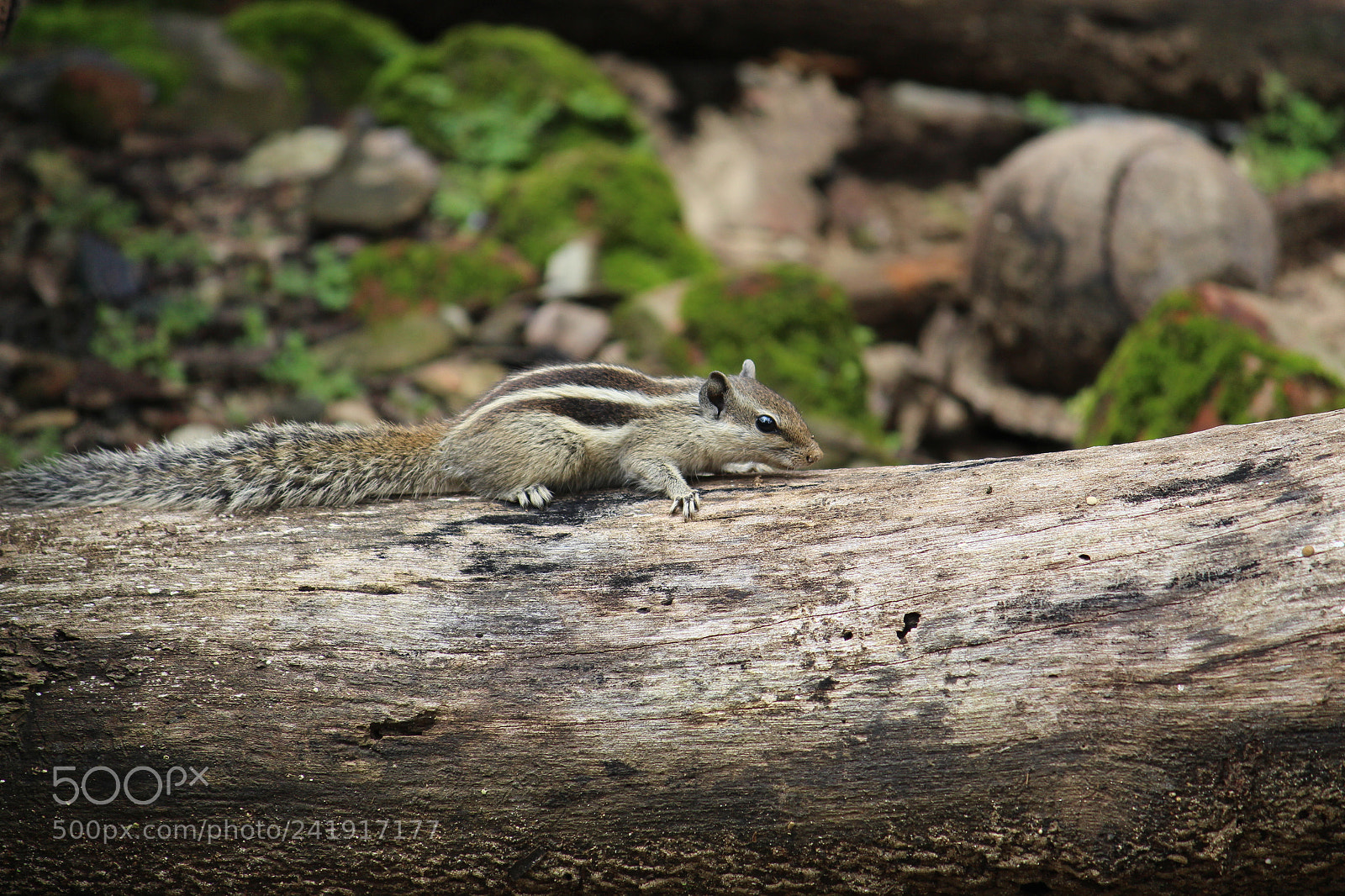 Canon EF-S 55-250mm F4-5.6 IS II sample photo. Untitled photography