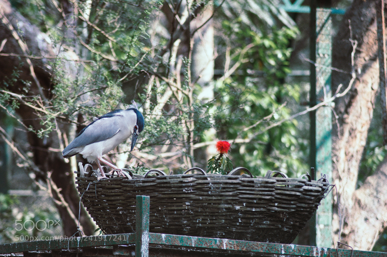 Nikon D3400 sample photo. Night heron photography