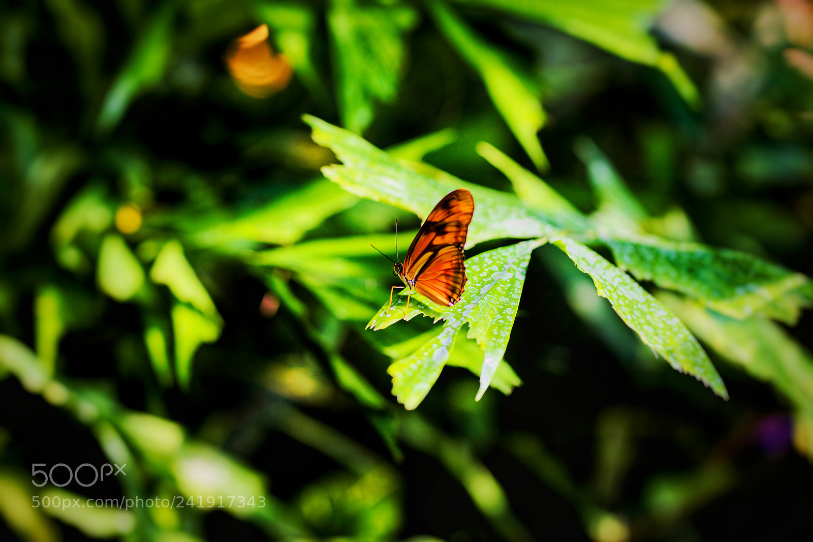 Canon EOS 5DS R sample photo. Butterfly on a leaf photography