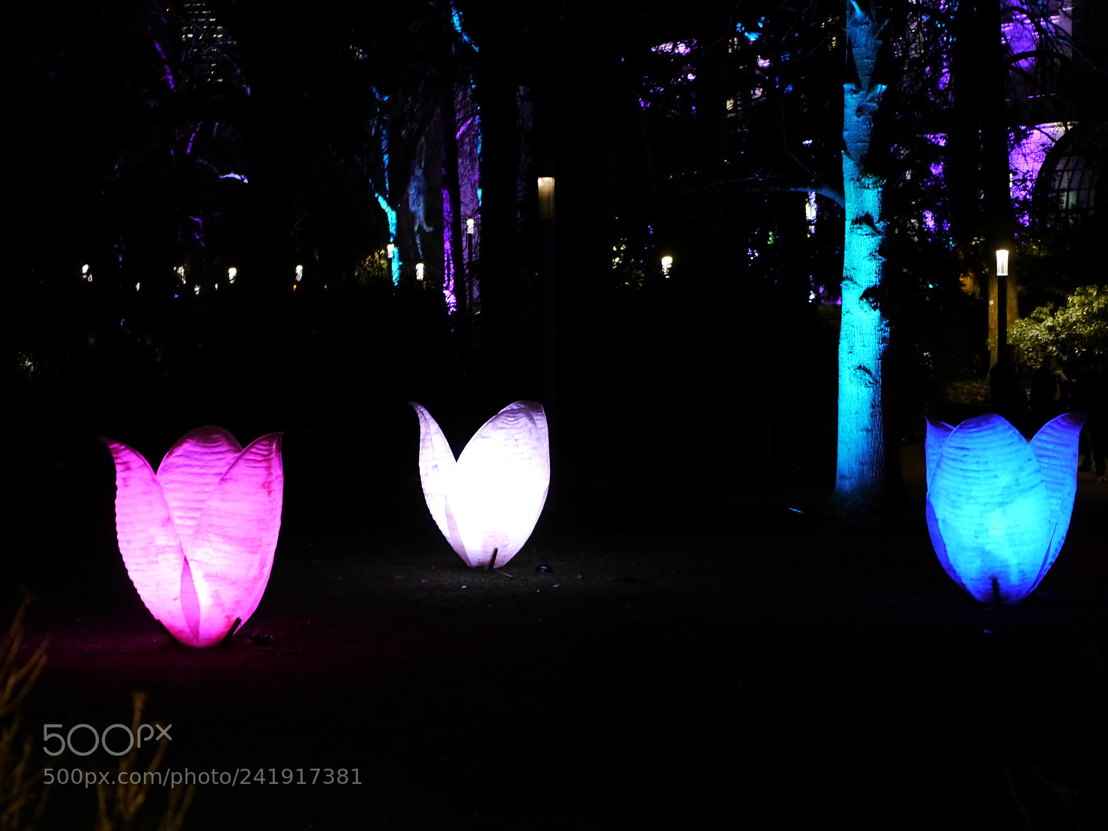 Panasonic Lumix DMC-G5 sample photo. Flowers of light photography