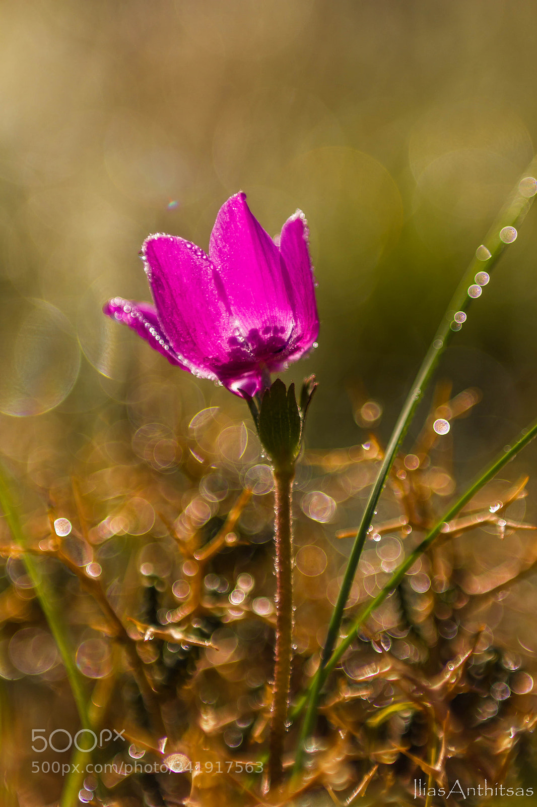 Canon EOS 550D (EOS Rebel T2i / EOS Kiss X4) sample photo. Anemone in purple photography
