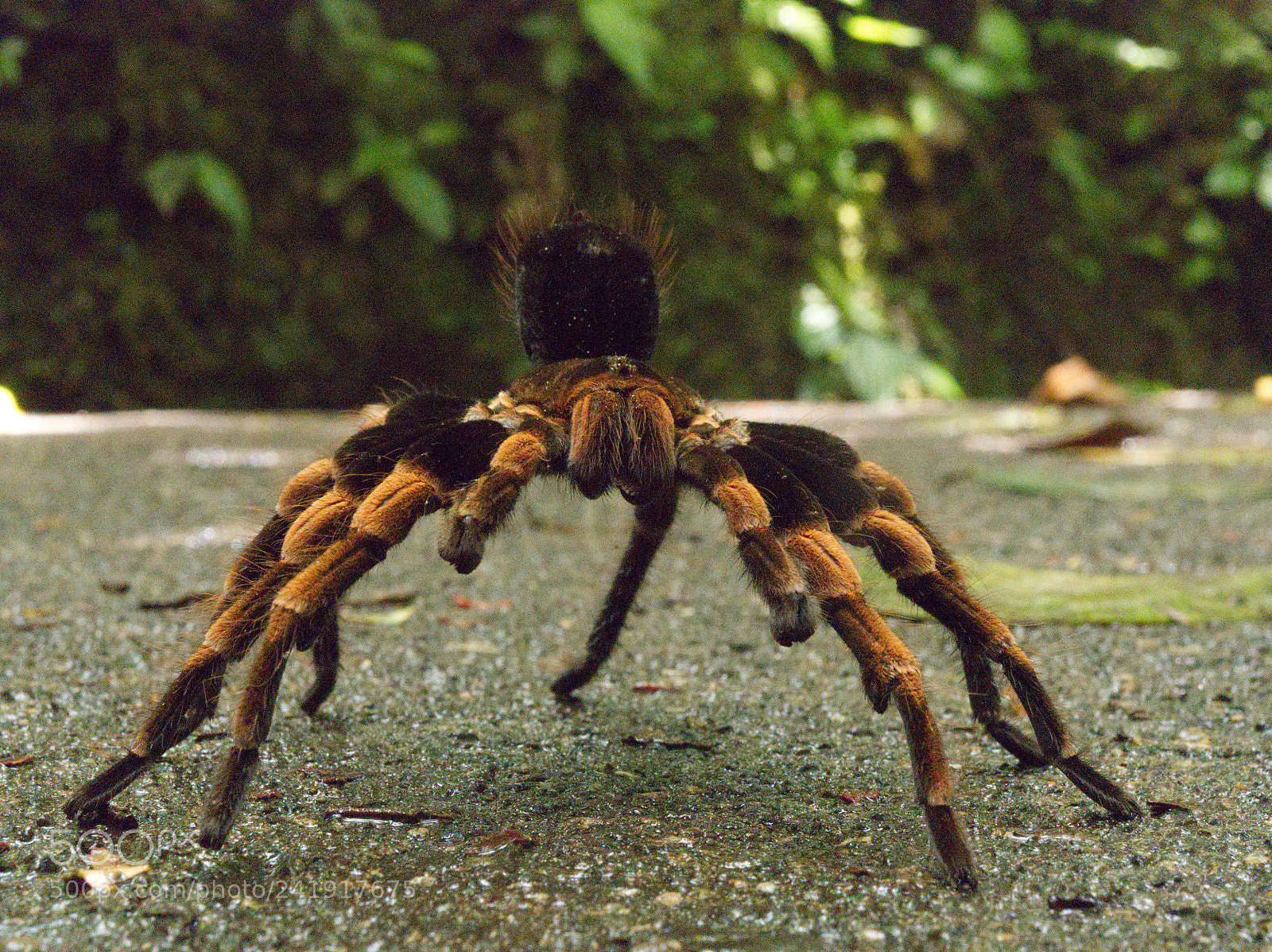 Olympus OM-D E-M5 II sample photo. Red knee spider photography