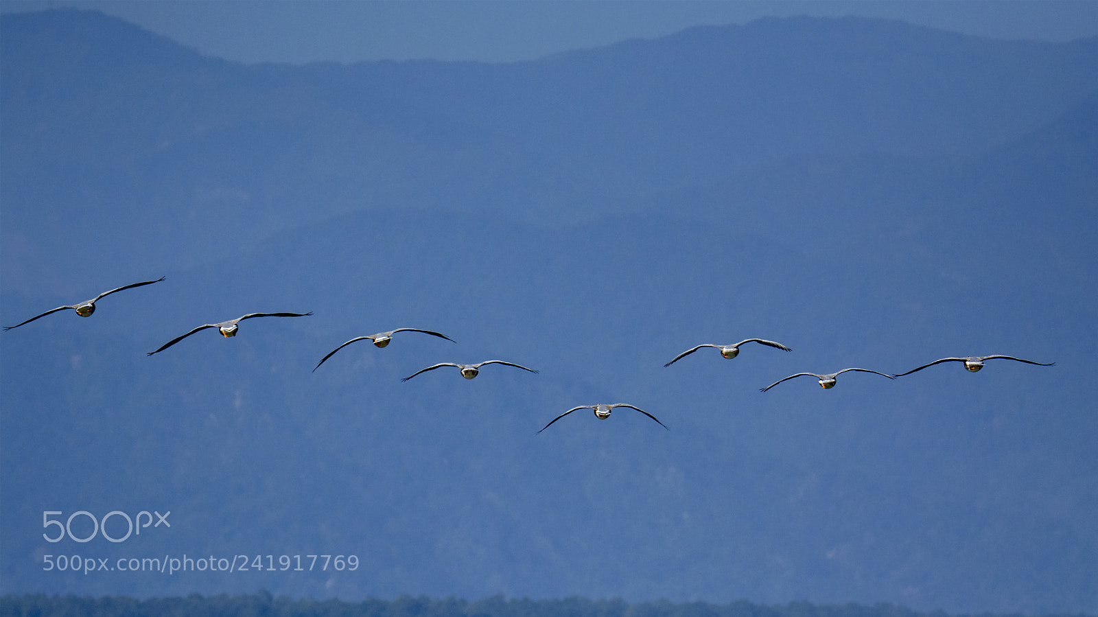 Nikon D7100 sample photo. Bar headed goose and photography