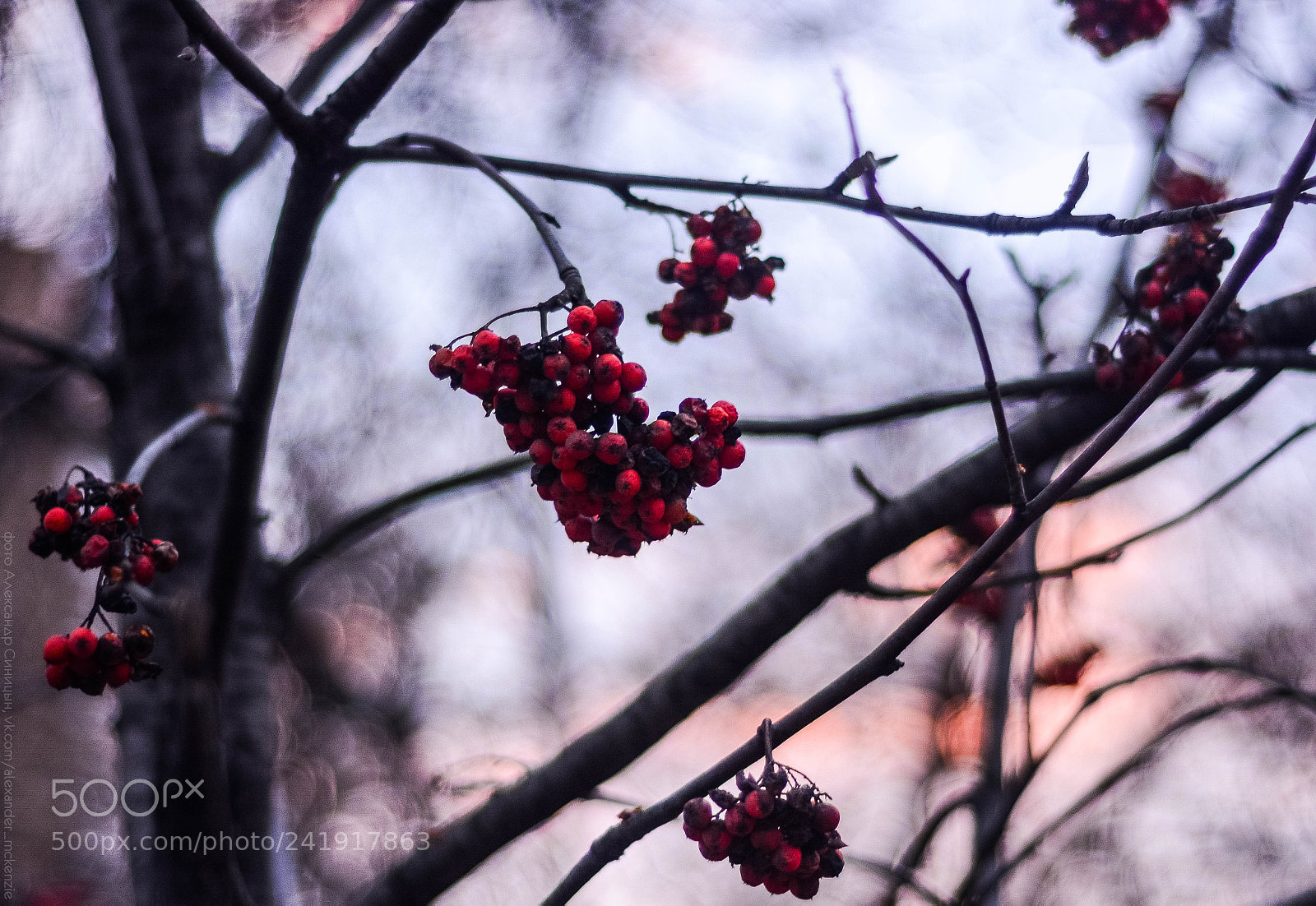 Nikon D7100 sample photo. Frozen photography
