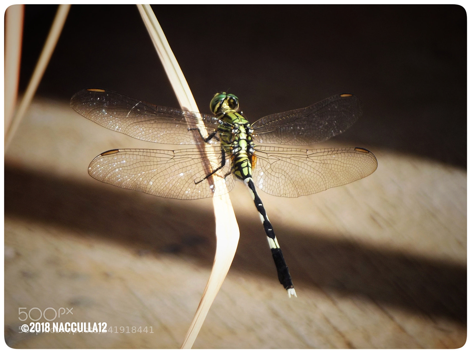 Fujifilm FinePix S2980 sample photo. Dragonfly photography