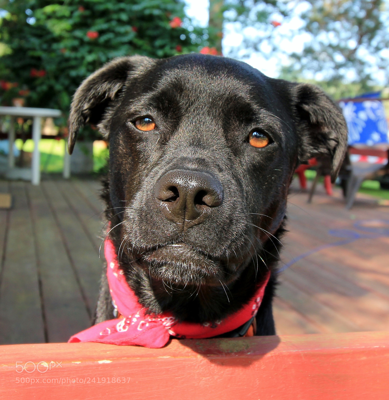 Canon EOS 550D (EOS Rebel T2i / EOS Kiss X4) sample photo. Mayberry ! photography
