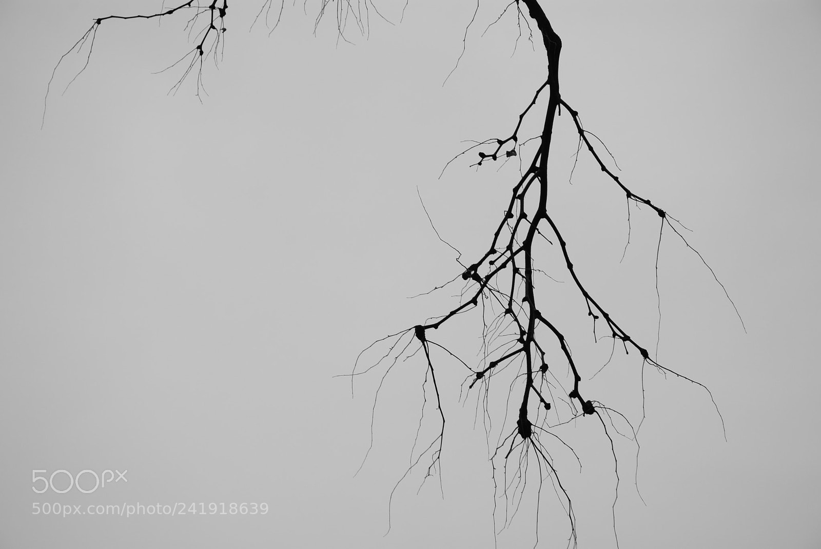 Nikon D7100 sample photo. Winter b photography