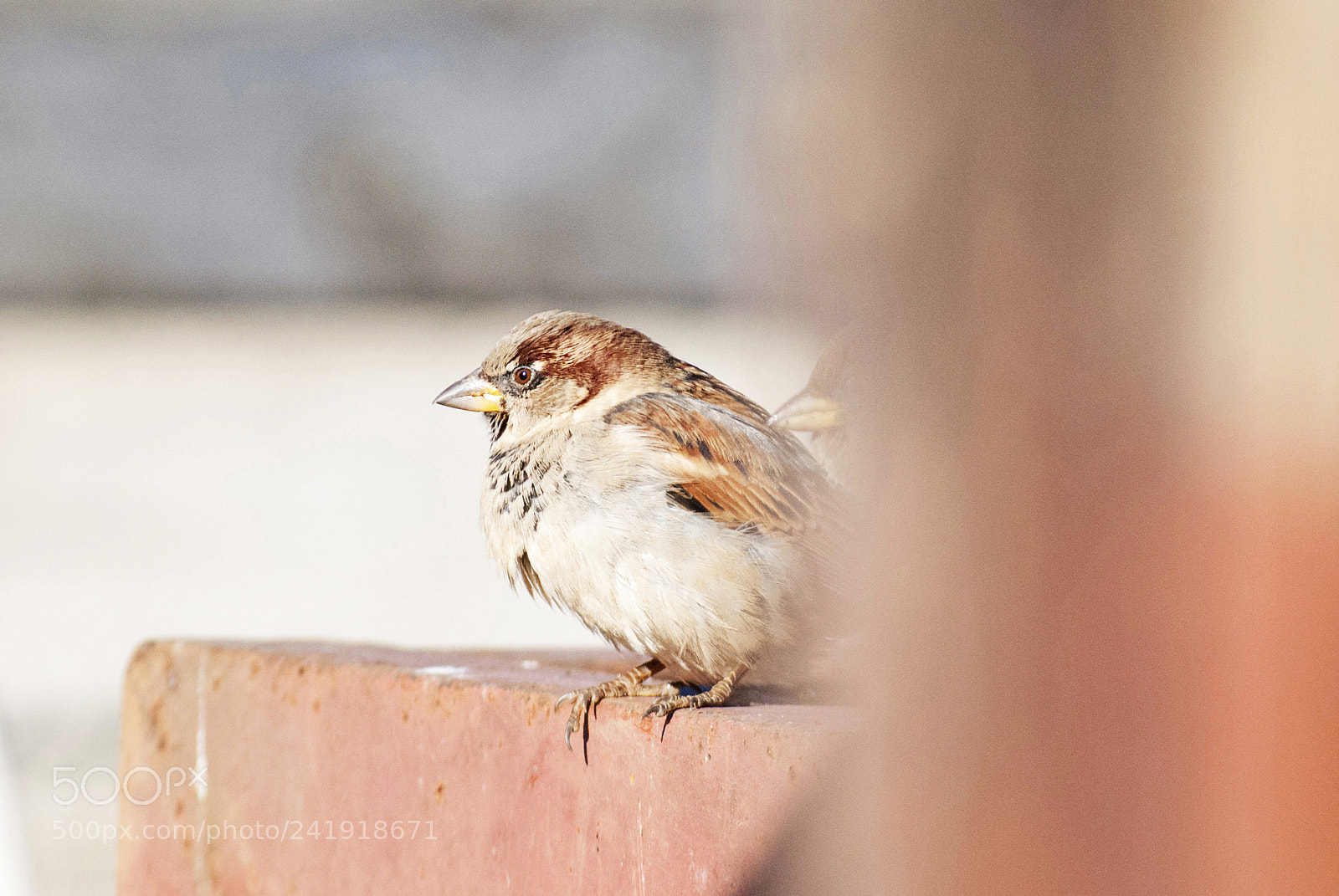 Nikon D40X sample photo. * photography