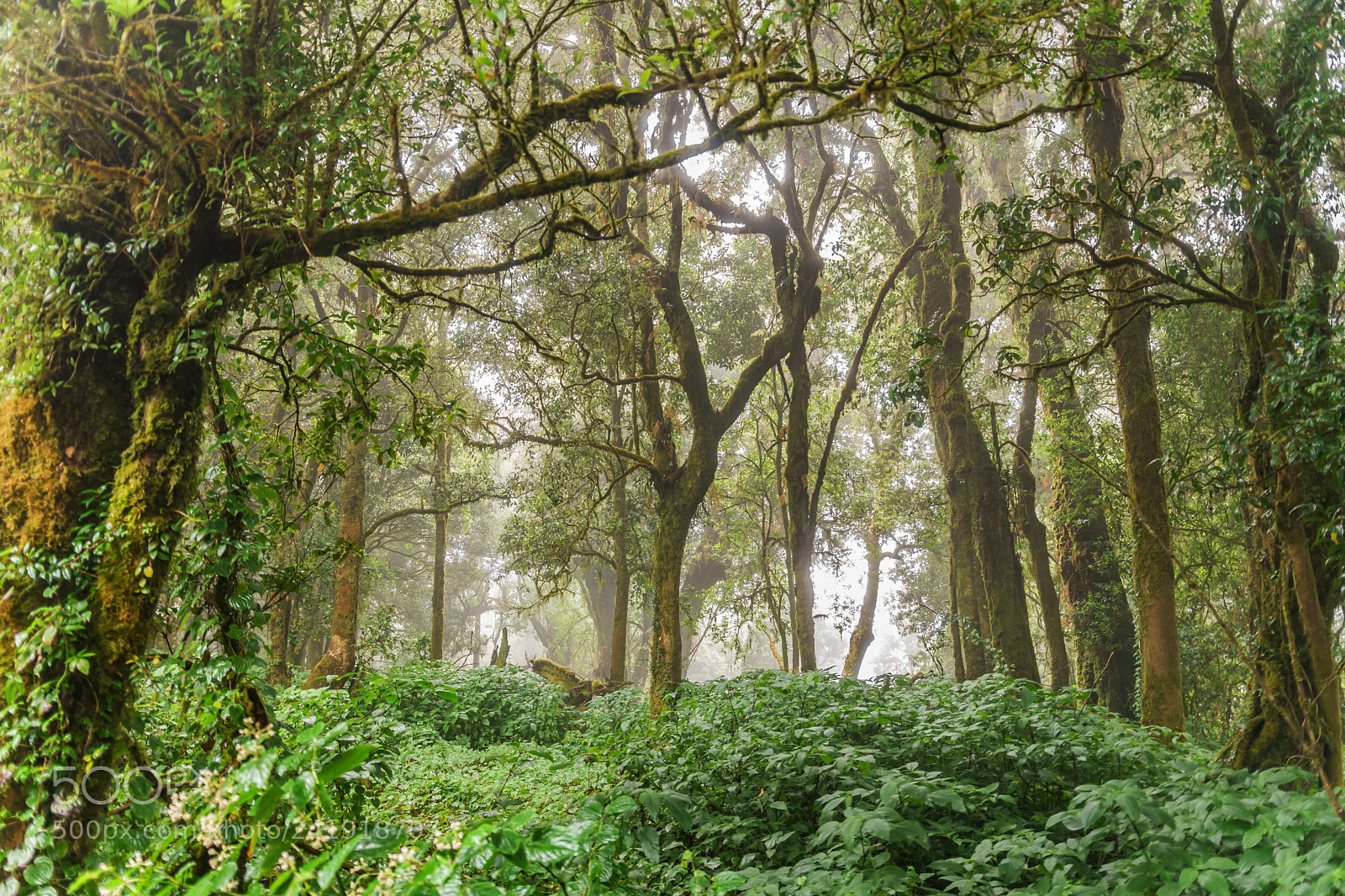 Sony a6500 sample photo. Evergreen jungle tropical rainforest photography