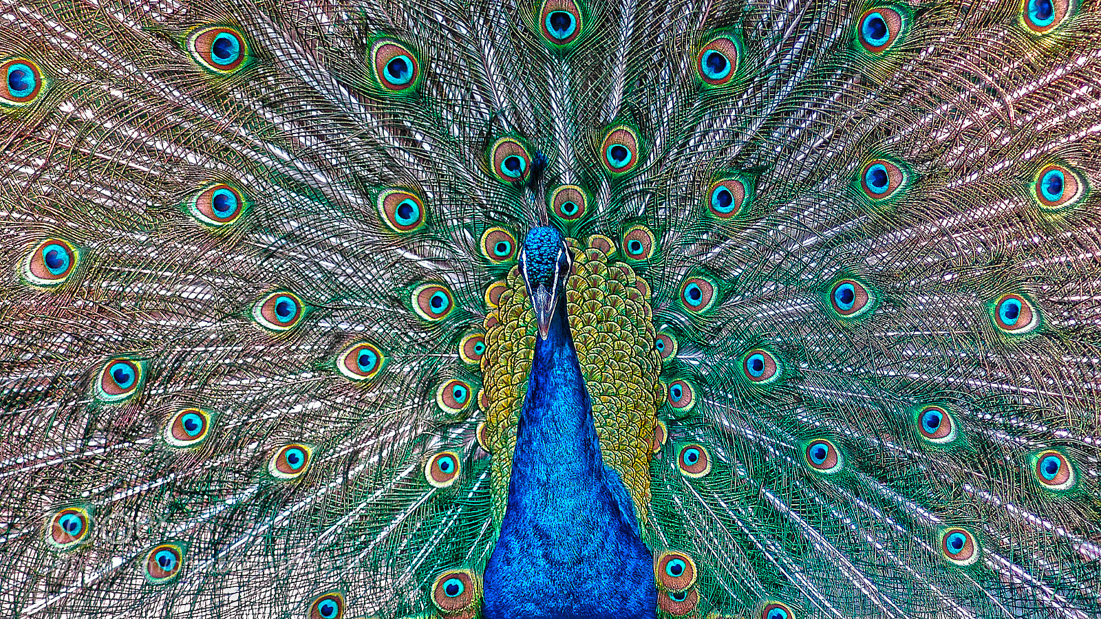Nikon D70 sample photo. Pfau photography