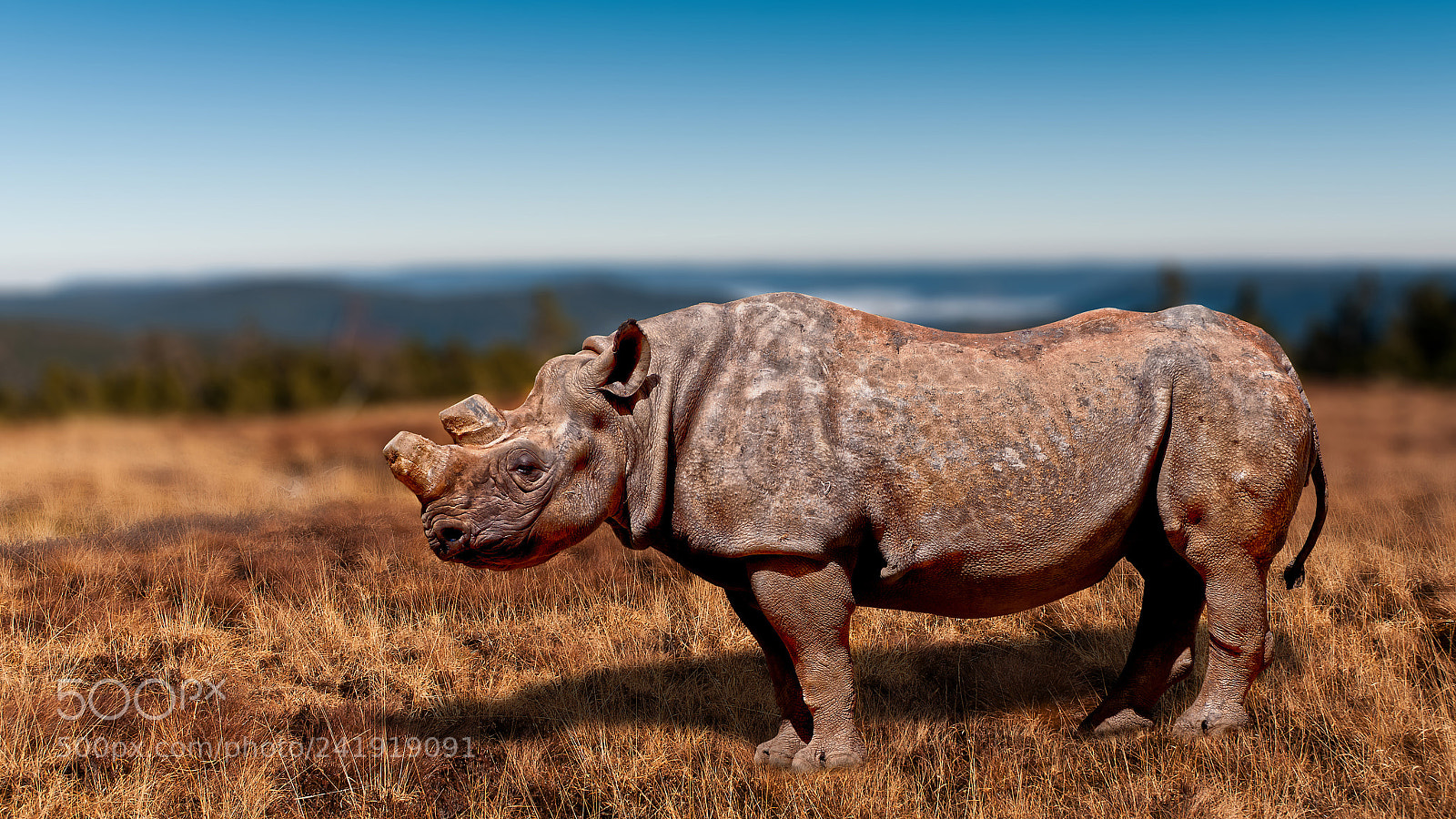Nikon D300S sample photo. Nashorn photography