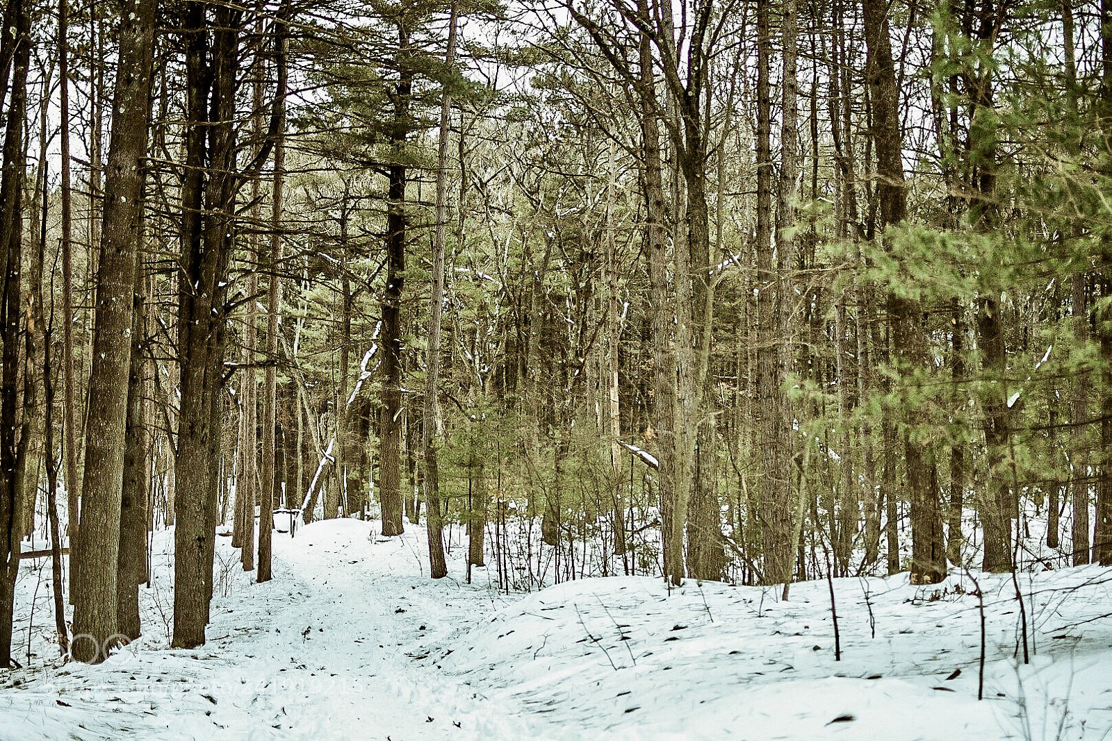 Nikon D7200 sample photo. Path less taken photography