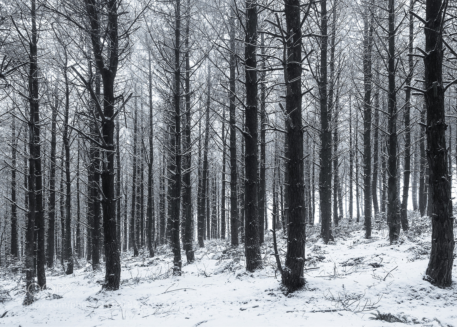 Fujifilm X-T2 sample photo. Snowy woods photography