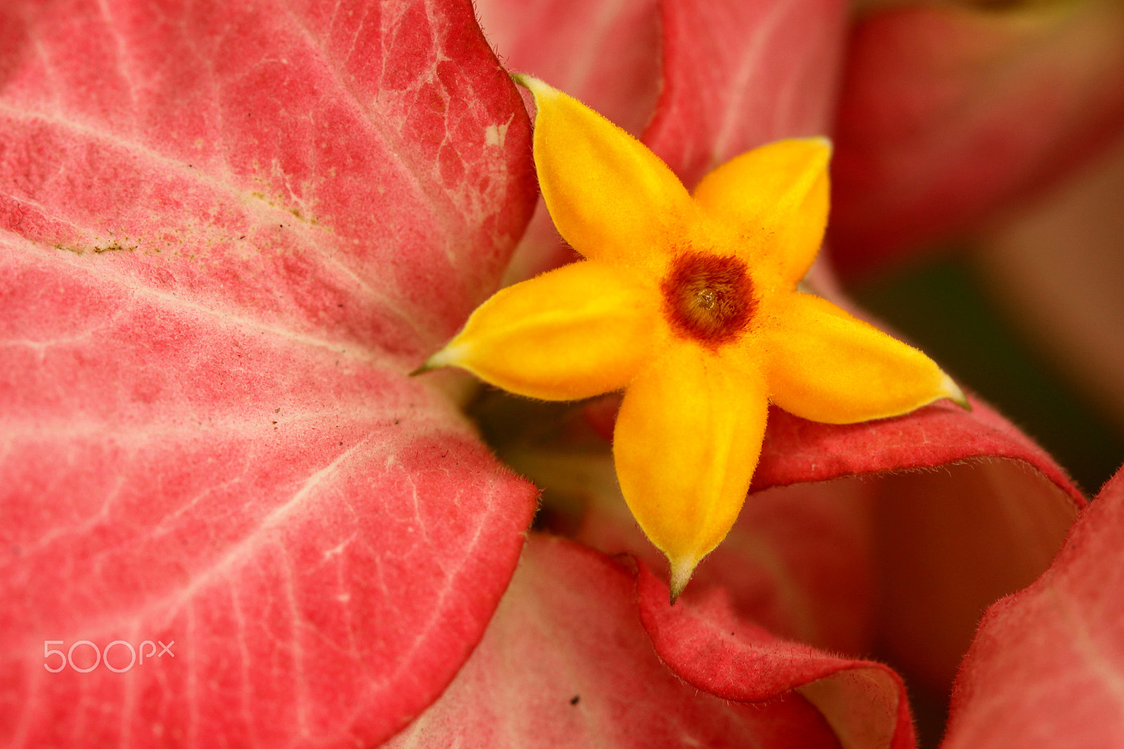 Canon EF 100mm F2.8 Macro USM sample photo. M photography