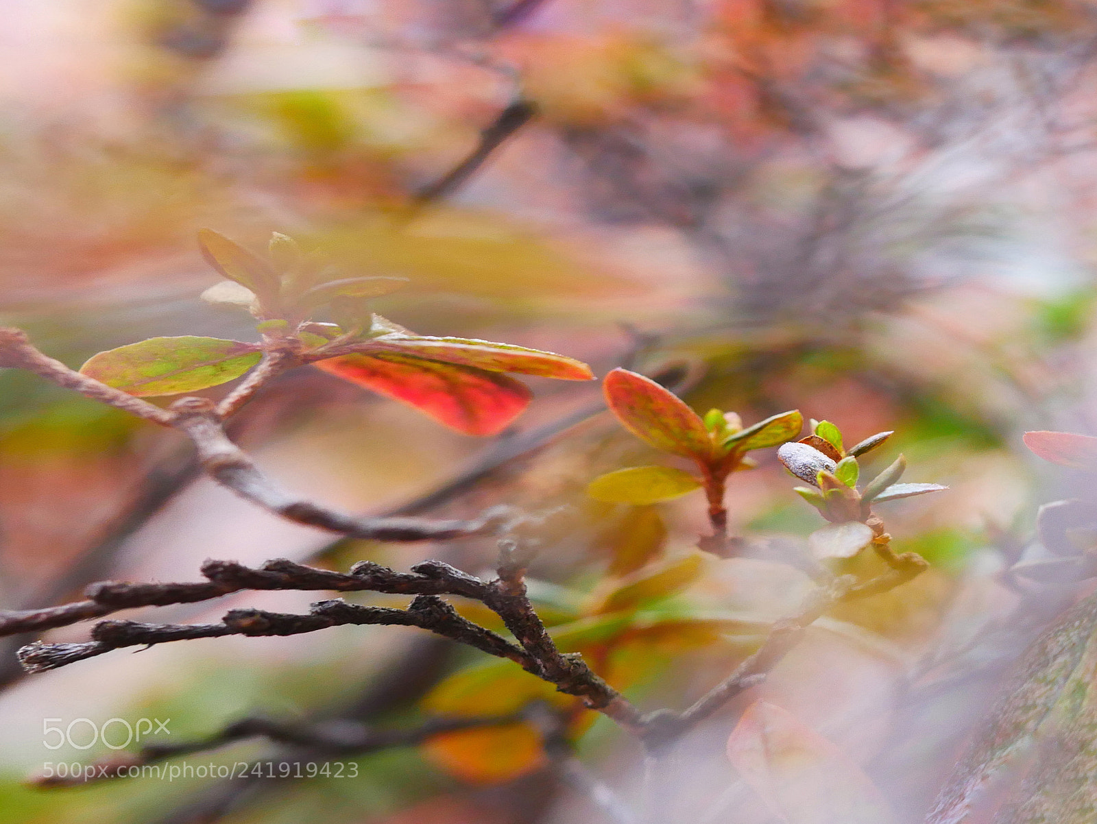 Panasonic Lumix DMC-GX85 (Lumix DMC-GX80 / Lumix DMC-GX7 Mark II) sample photo. Colorful winter ?... photography