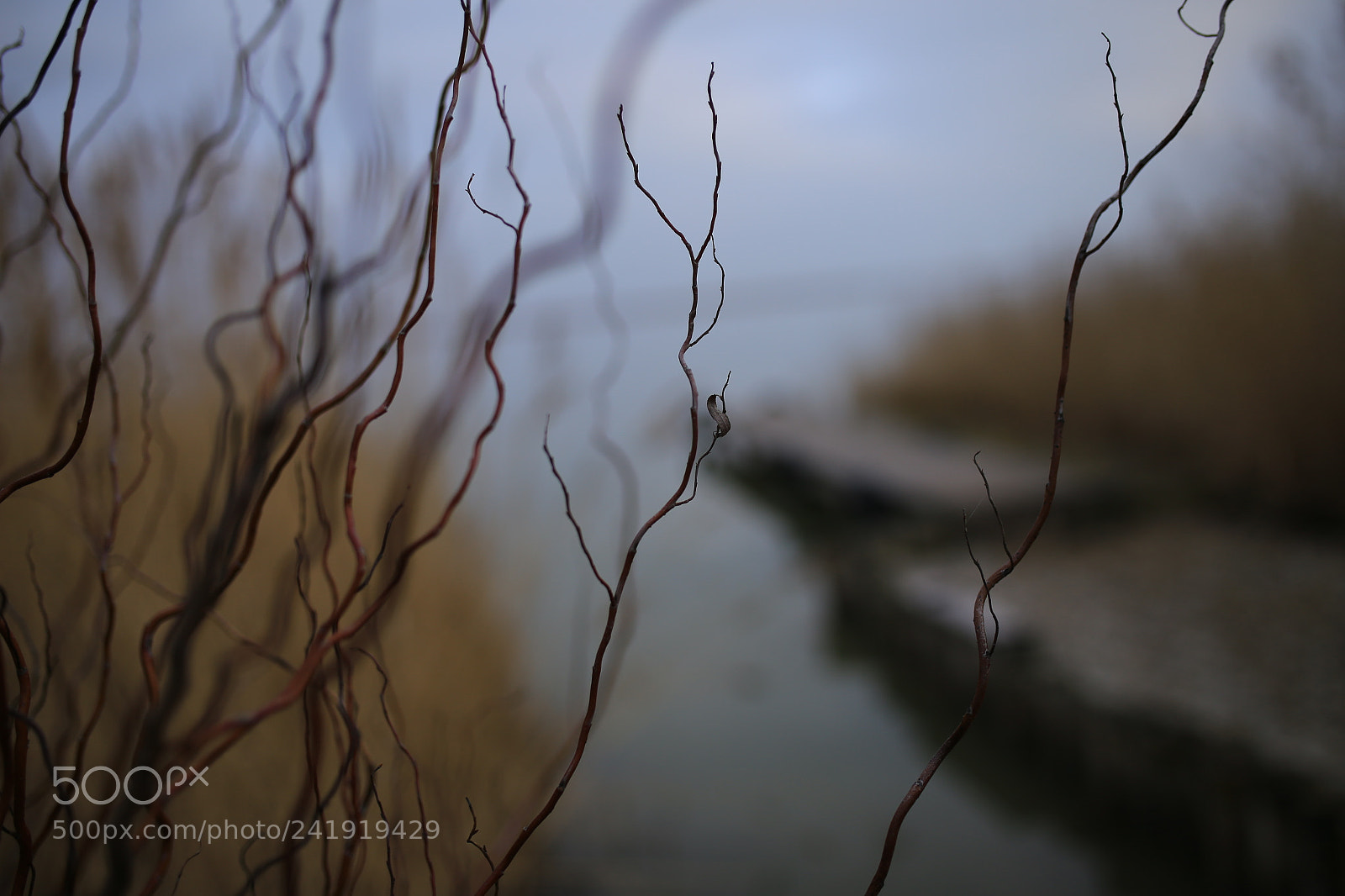 Sigma 35mm F1.4 DG HSM Art sample photo. Lake fertő photography