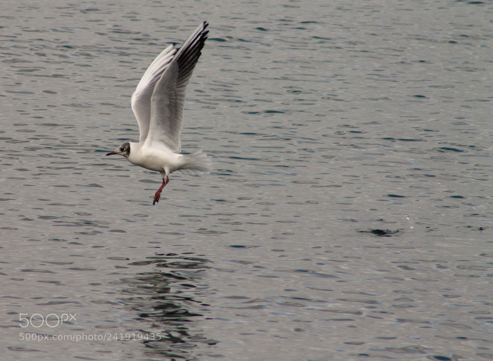 Canon EOS 1100D (EOS Rebel T3 / EOS Kiss X50) sample photo. Chroicocephalus ridibundus photography