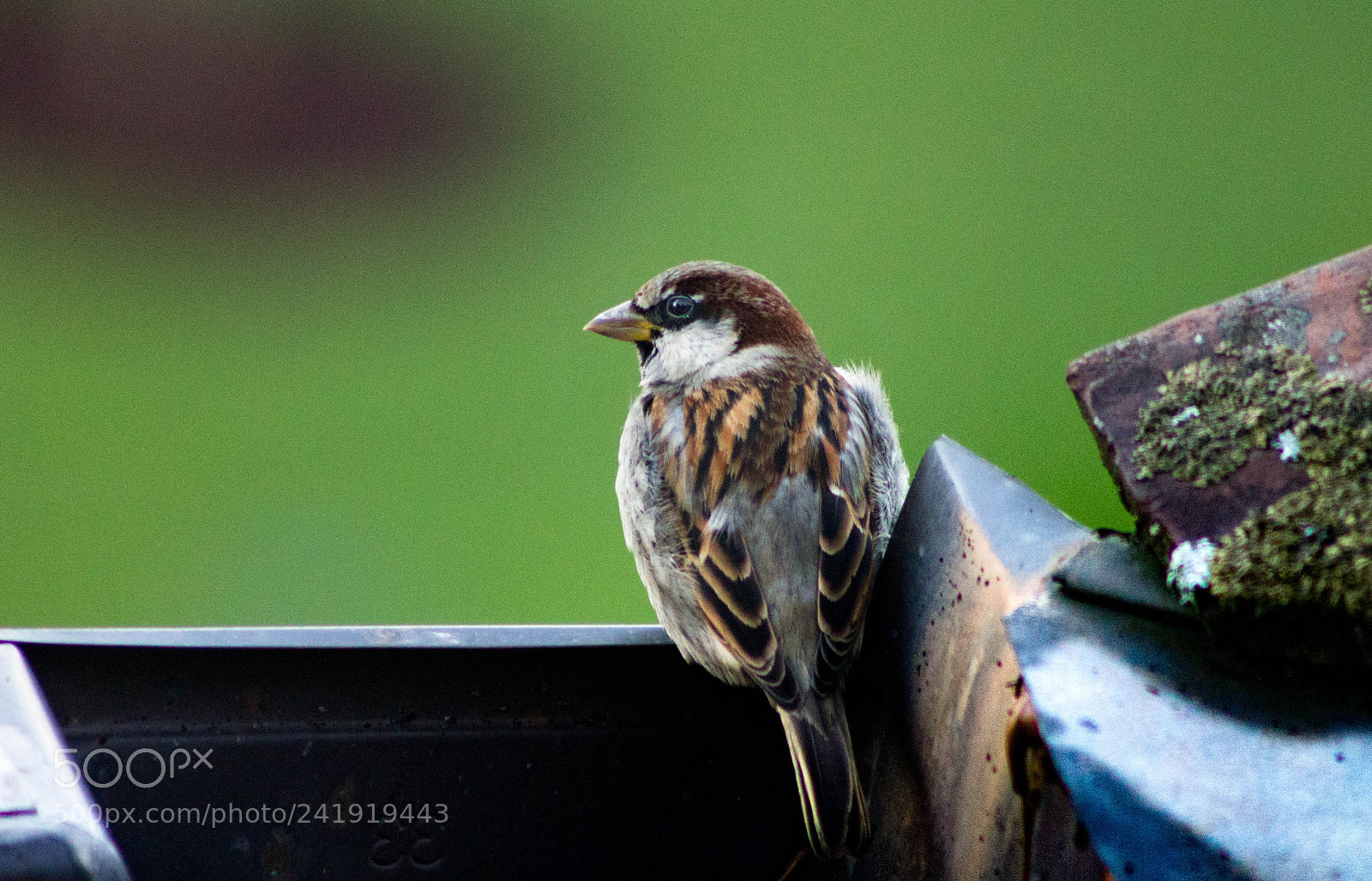 Canon EOS 1100D (EOS Rebel T3 / EOS Kiss X50) sample photo. Passer domesticus photography