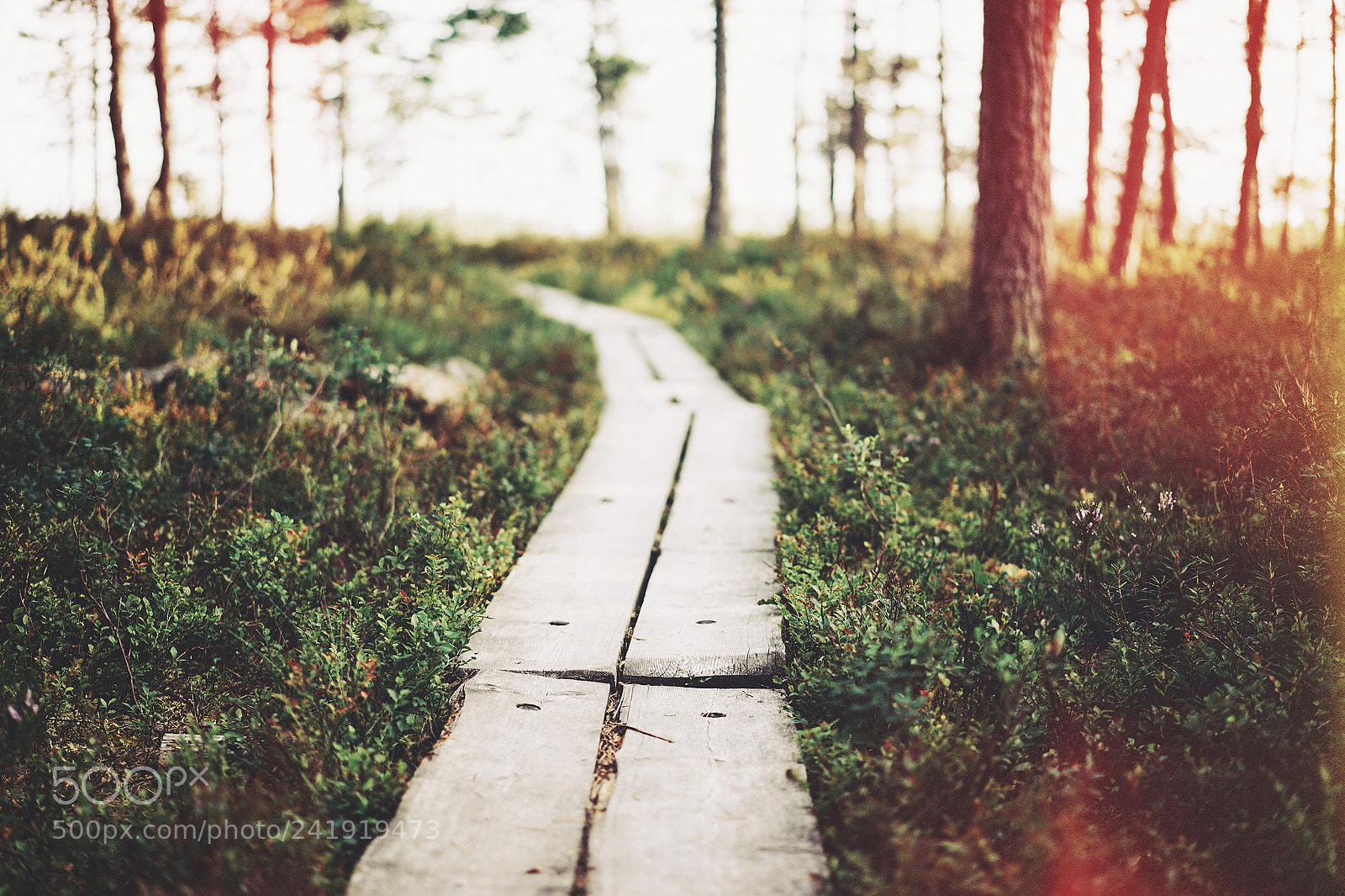 Sony a7 II sample photo. Valkmusa photography