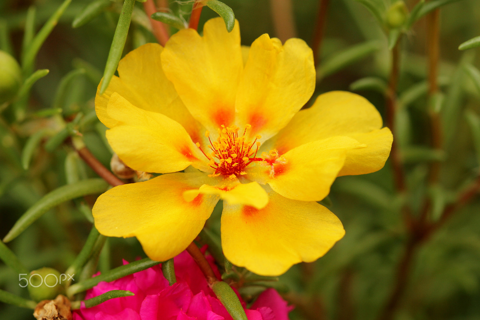 Canon EF 100mm F2.8 Macro USM sample photo. Yellow photography