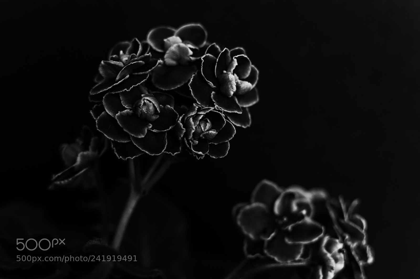 Nikon D3200 sample photo. Floral beauty beyond colors photography
