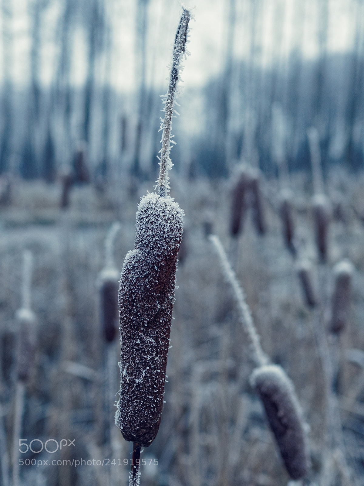 Olympus OM-D E-M10 sample photo. Frost bokeh photography