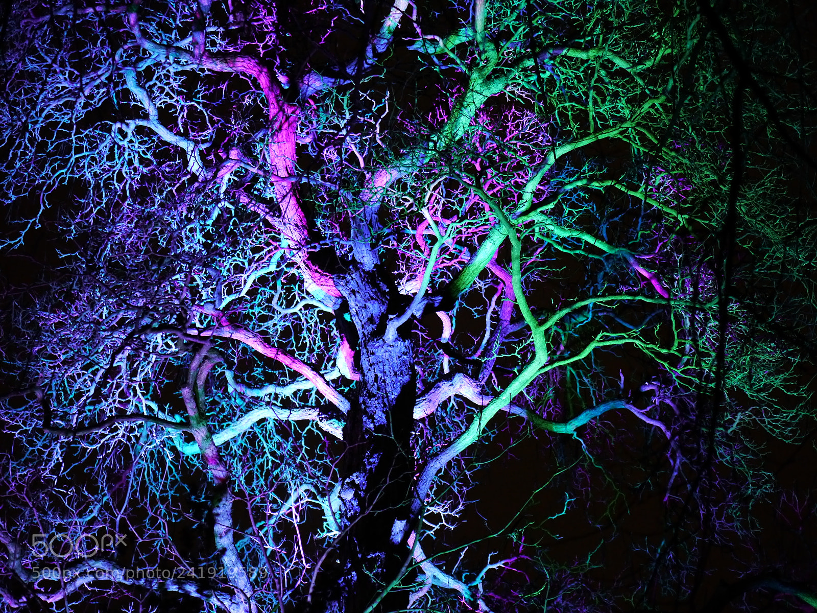 Panasonic Lumix DMC-G5 sample photo. Glowing tree photography