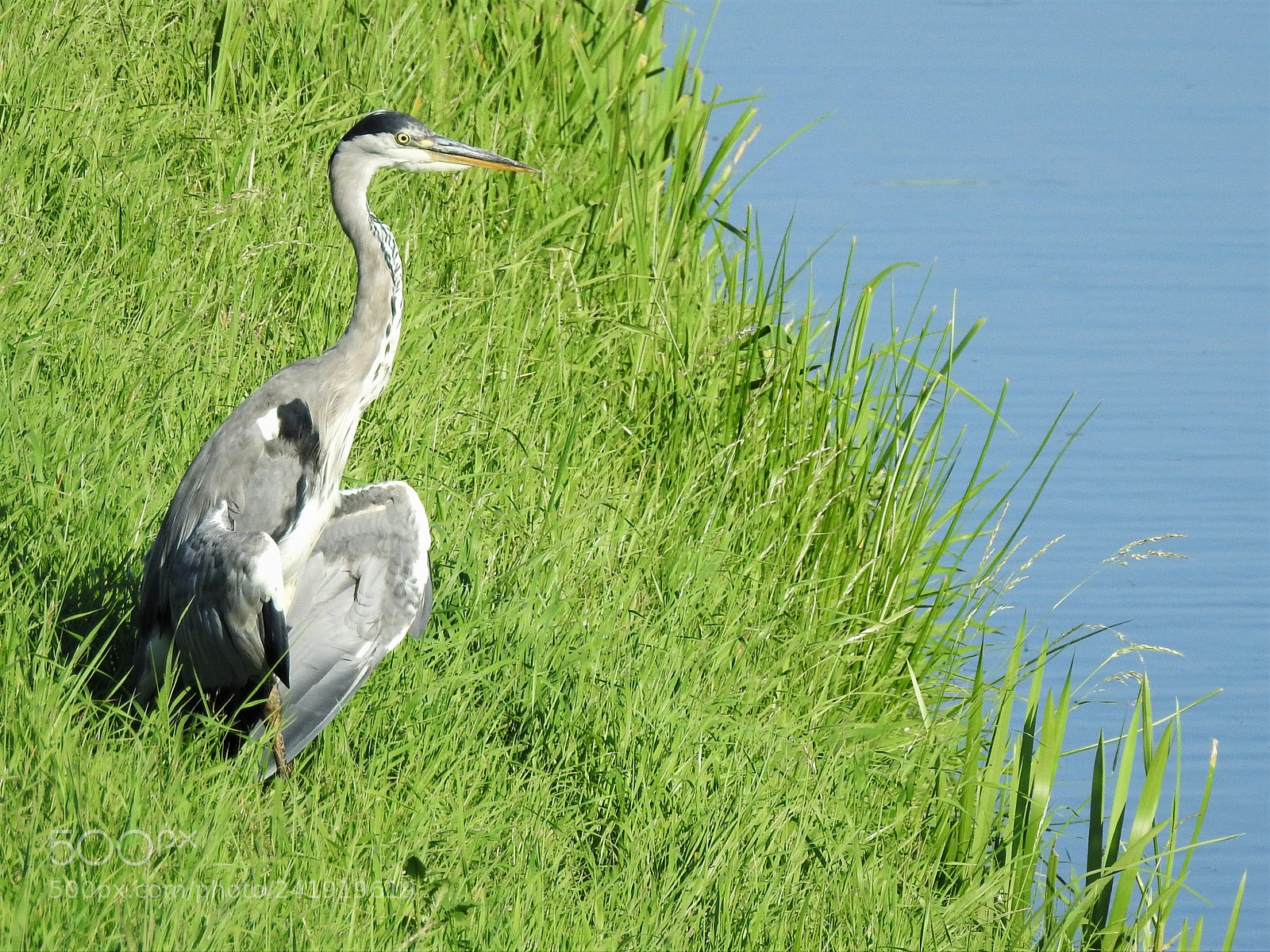 Nikon Coolpix P900 sample photo. Grey heron photography