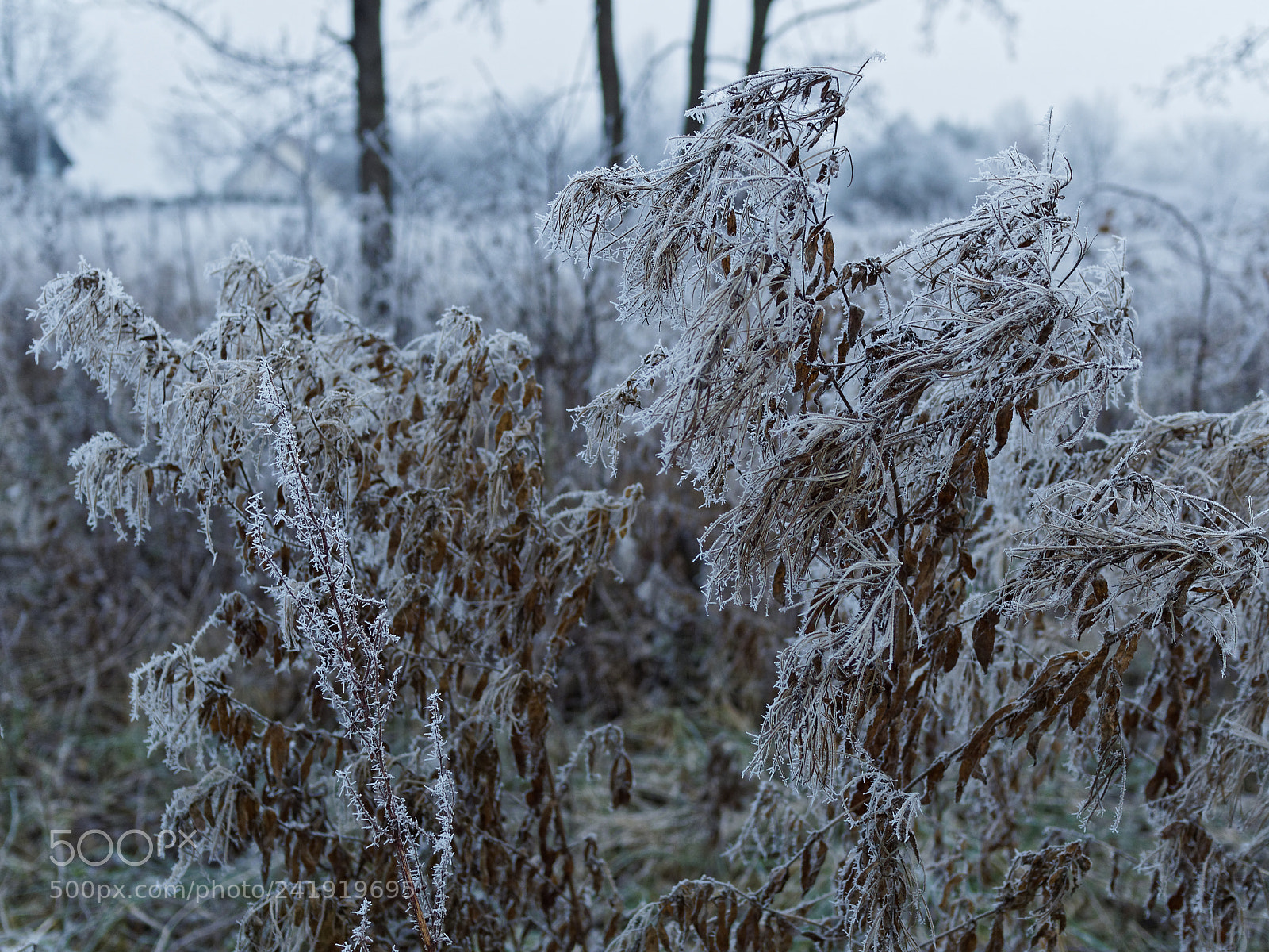 Olympus OM-D E-M10 sample photo. Cold afternoon . photography