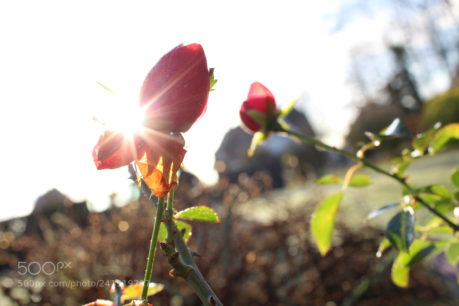 Canon EF-S 18-55mm F3.5-5.6 III sample photo. Rosesunday photography
