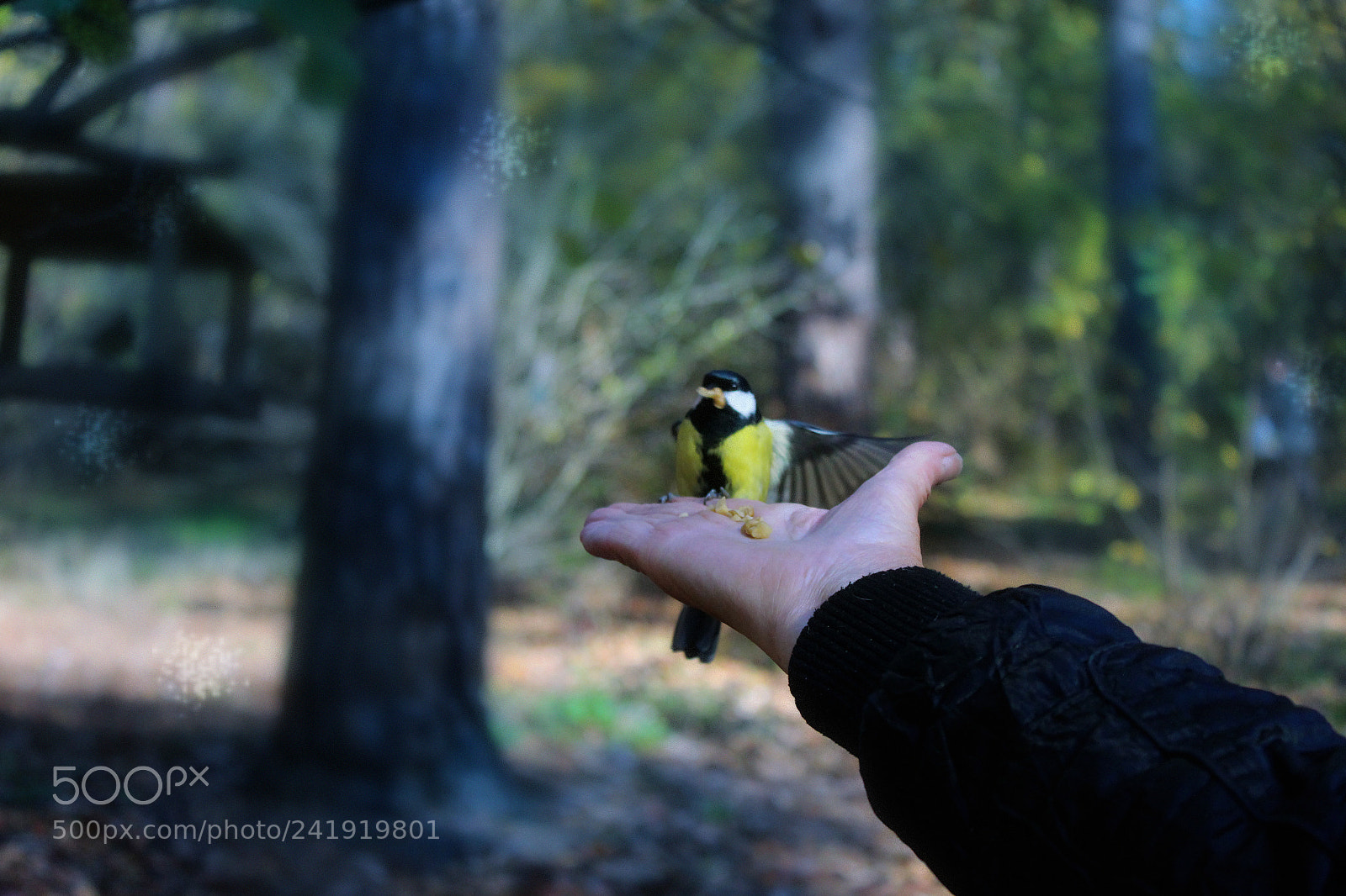 Canon EOS 650D (EOS Rebel T4i / EOS Kiss X6i) sample photo. 박새 great tit photography