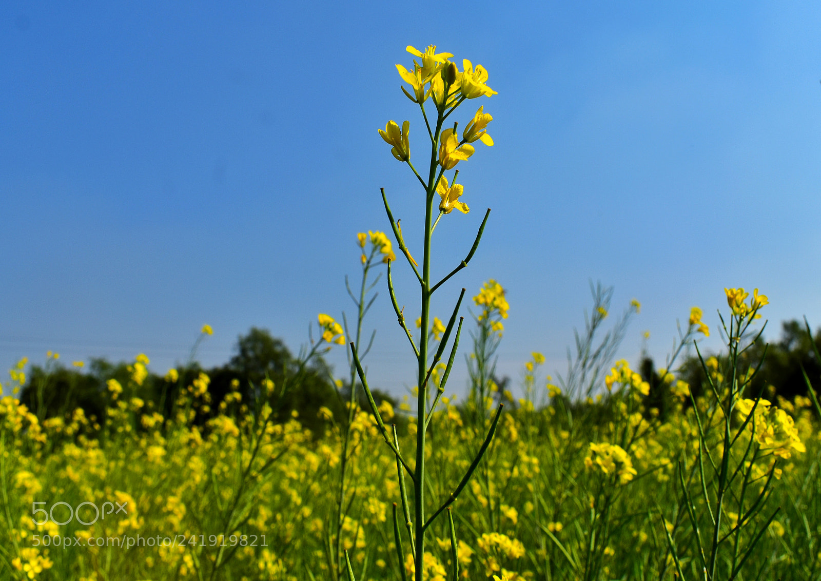Nikon D5500 sample photo. Untitled photography