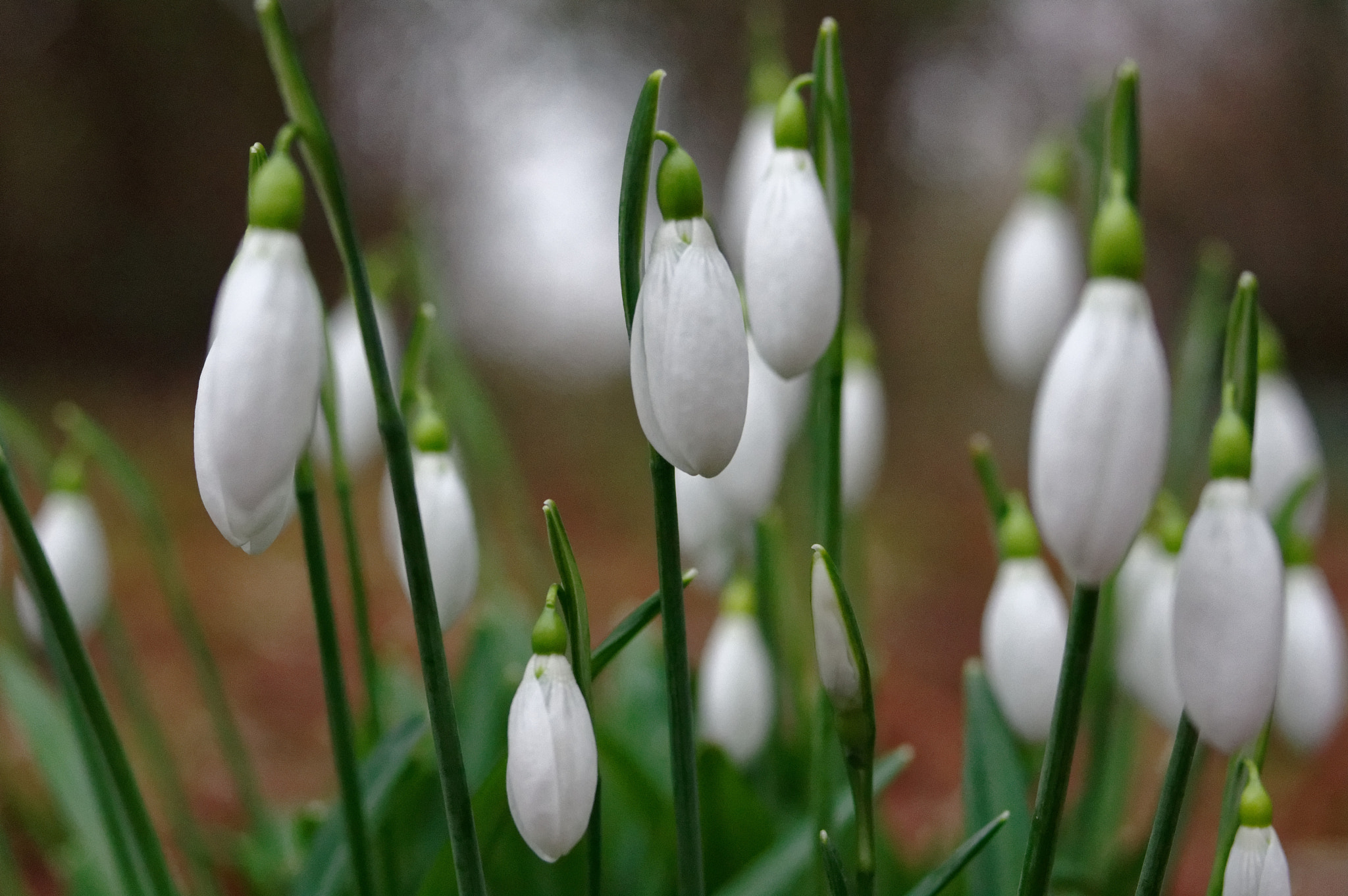 Pentax K-3 II + Pentax smc D-FA 50mm F2.8 Macro sample photo. 50mm macro, snow drops. photography