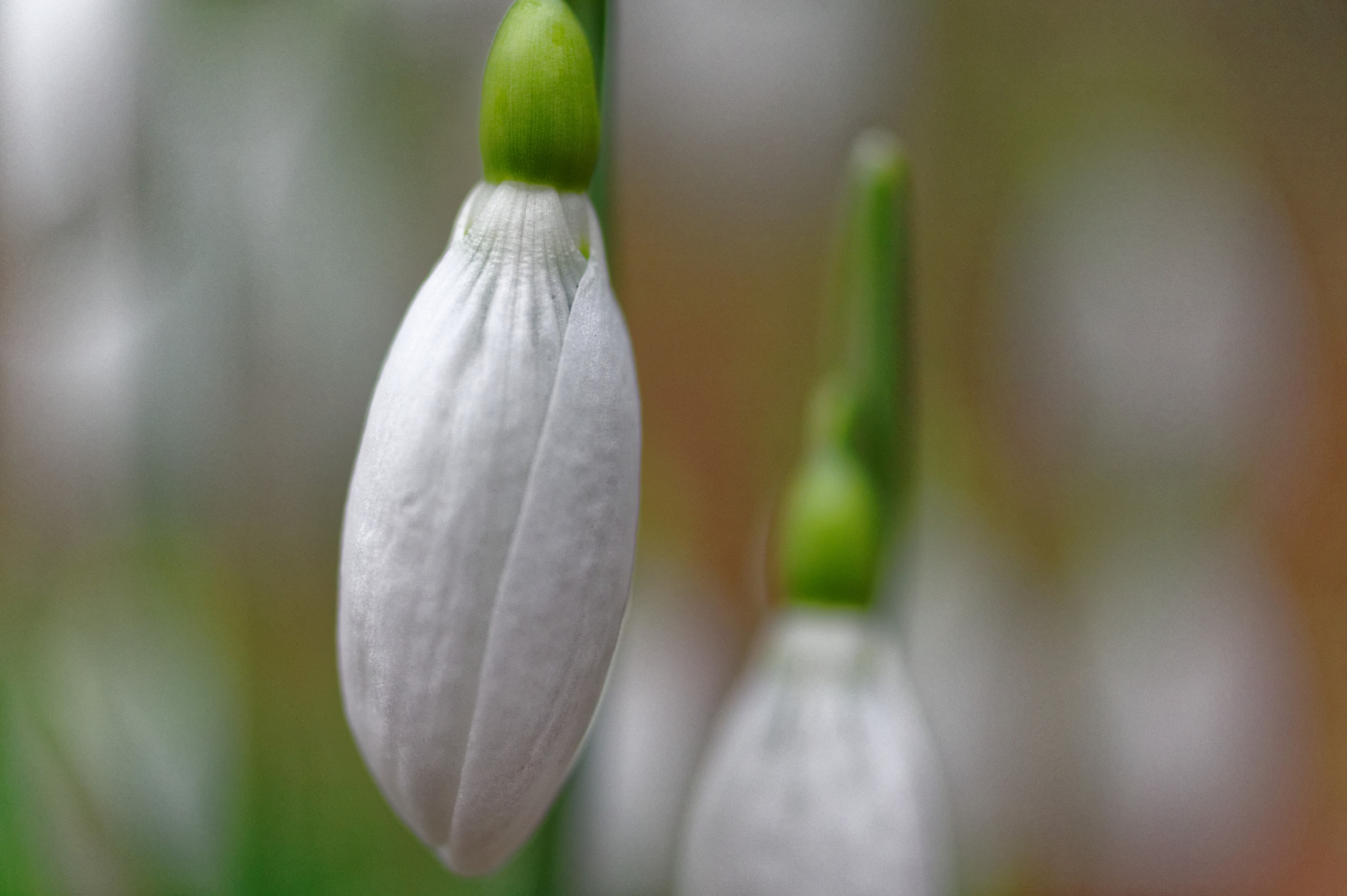 Pentax smc D-FA 50mm F2.8 Macro sample photo. 50mm macro, snow drops. photography