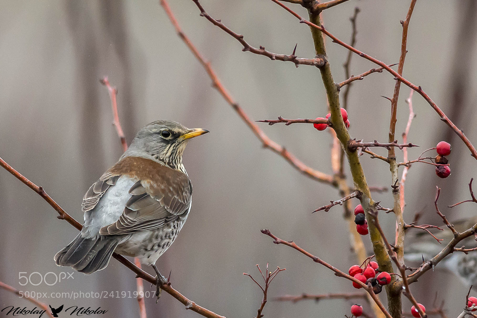 Nikon D7200 sample photo. Хвойнов дрозд (turdus pilaris) photography
