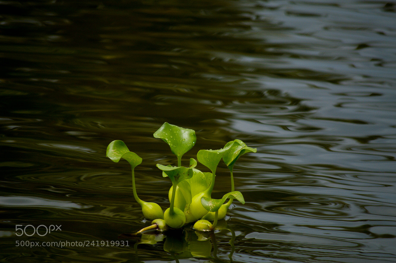 Nikon D3200 sample photo. Water hyacinth photography