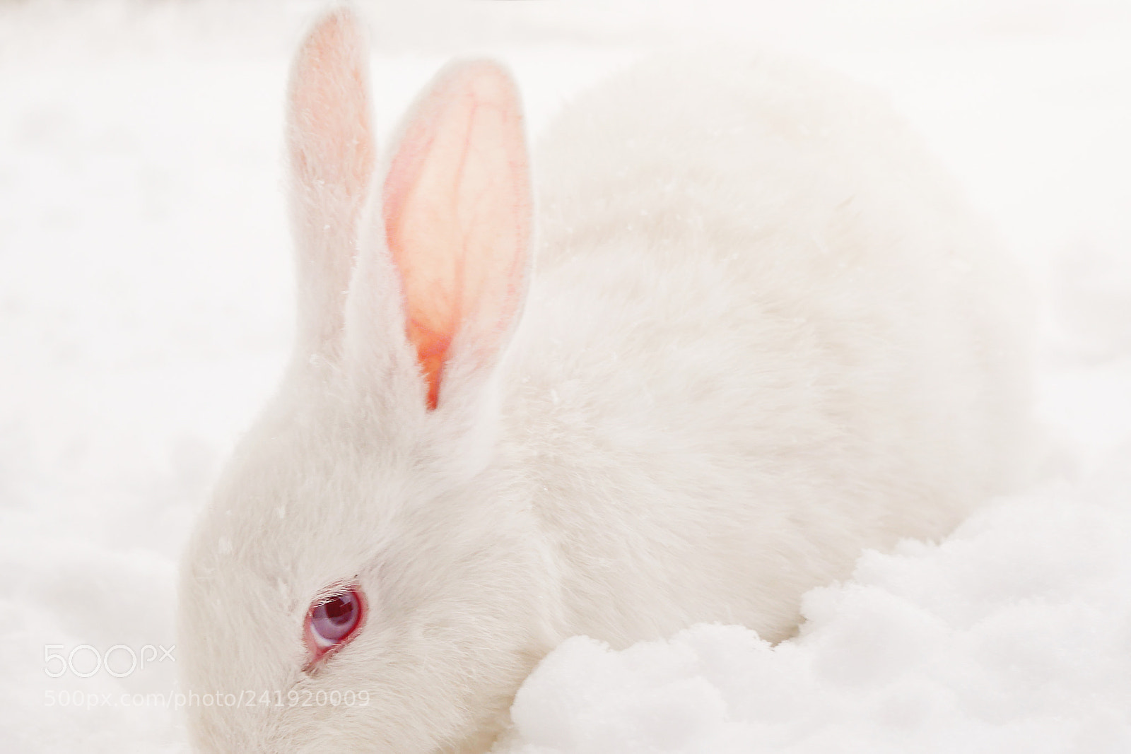 Panasonic Lumix DMC-G7 sample photo. Rabbit in the snow photography
