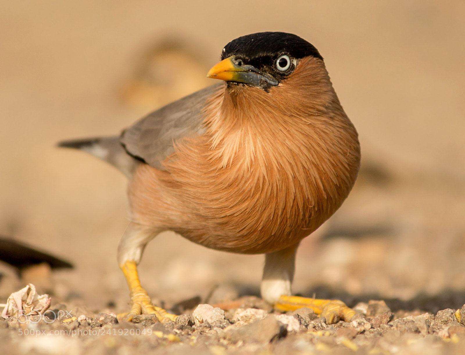 Canon EOS 1200D (EOS Rebel T5 / EOS Kiss X70 / EOS Hi) sample photo. Brahminy starling. photography