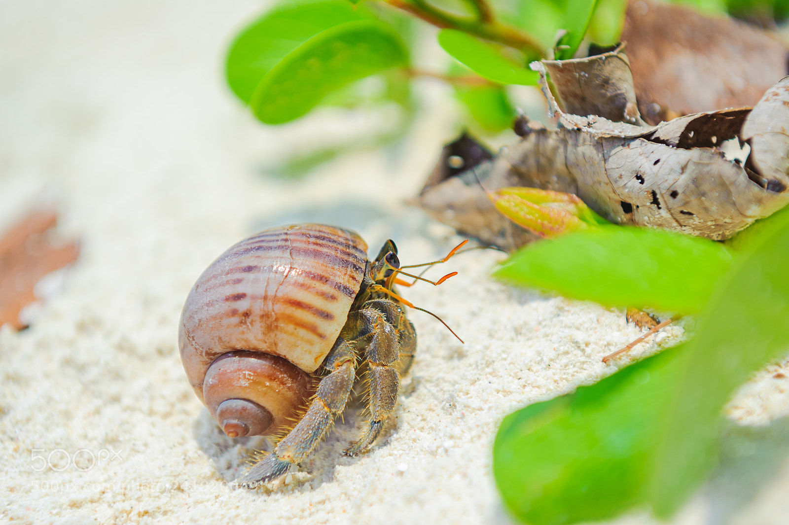 Nikon D700 sample photo. Hermit crab photography
