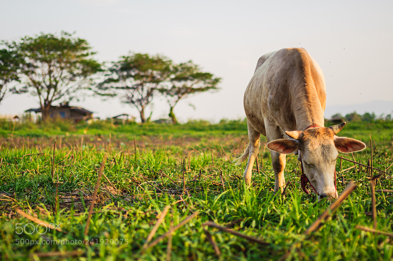 Nikon D700 sample photo. Cow on farmland photography