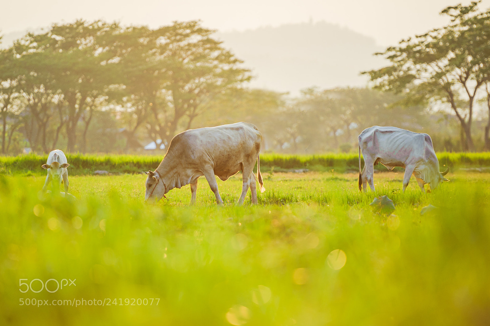 Nikon D700 sample photo. Cow on farmland photography