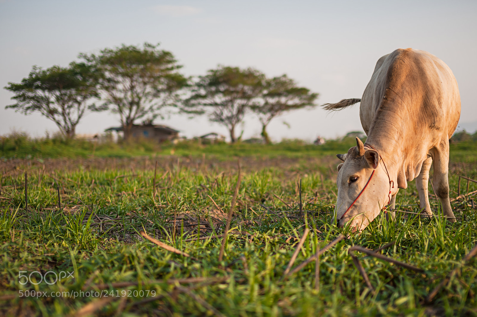Nikon D700 sample photo. Cow on farmland photography